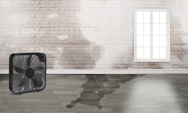 Best Mold removal after water damage  in Folkston, GA